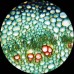 Microscópio Monocular - AmScope - M160C-2L-PB10